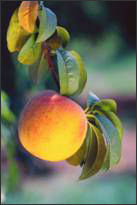 peach